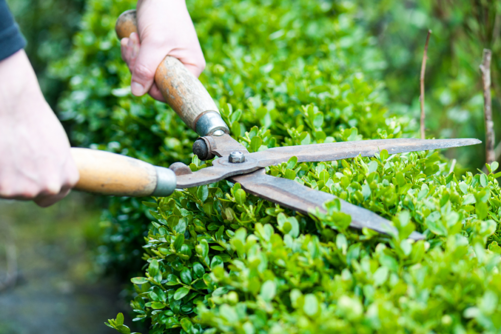 Hedge Cutting -Tim Read Gardening Services